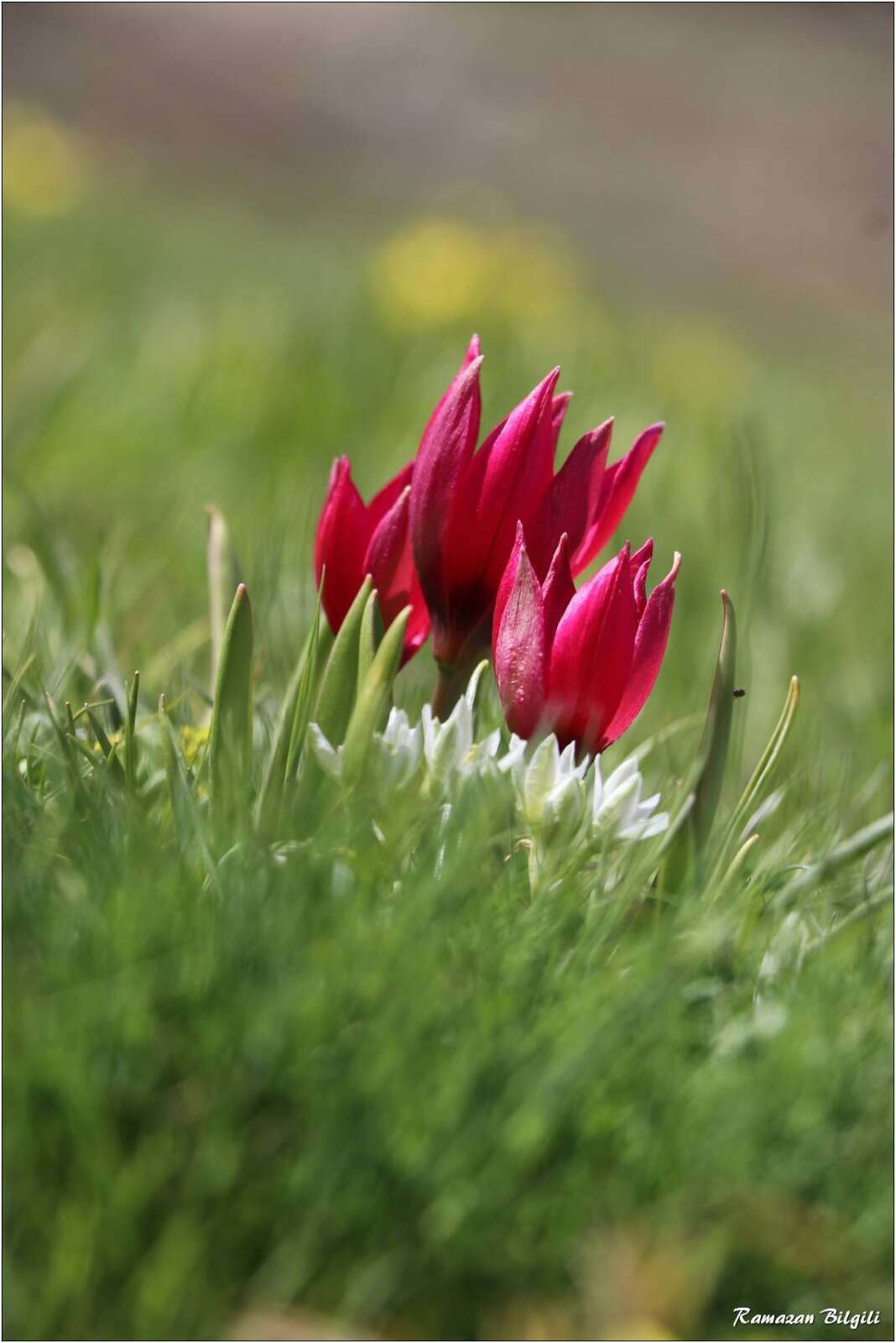 Konya’da doğa canlandı, kartpostallık bahar manzaraları çıktı 2